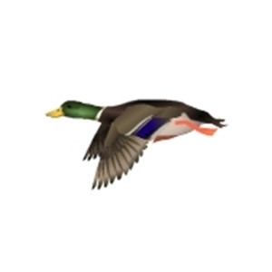 Male Mallard Swimmer